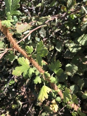 Ribes menziesii