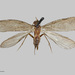 Neobiosella - Photo (c) Auckland War Memorial Museum, some rights reserved (CC BY)