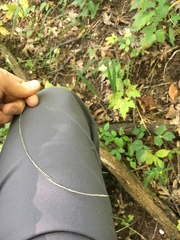 Muhlenbergia tenuiflora