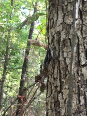 Catocala lacrymosa