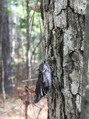 Catocala lacrymosa