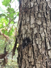 Catocala lacrymosa