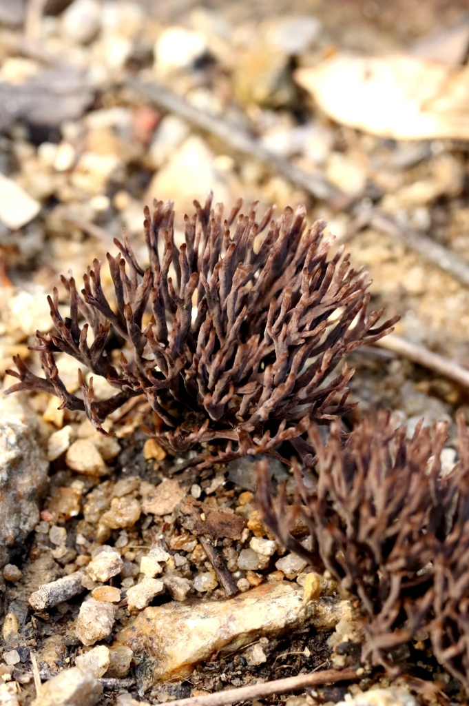 Thelephora palmata · June 2025 · photo: © agnestrekker (iNaturalist, CC)