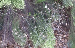 Symphyotrichum expansum