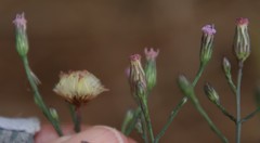 Symphyotrichum expansum