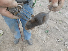 Thomomys umbrinus