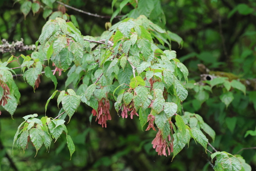 Birch-leafed Maple (Acer stachyophyllum)