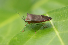 Piezosternum subulatum