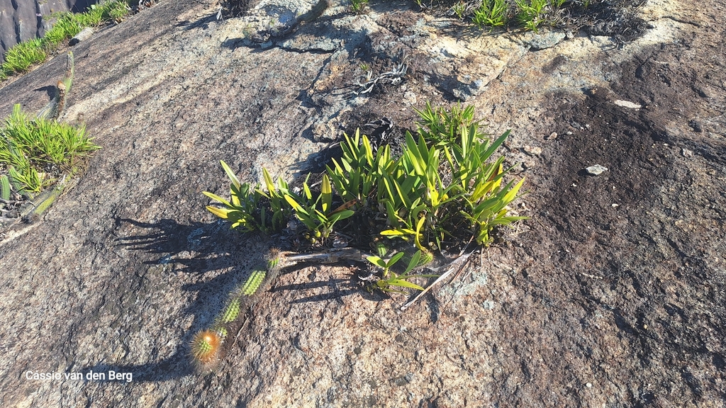 Encyclia spiritusanctensis L.C.Menezes 4