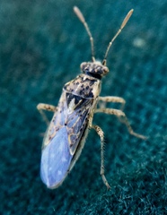 Brachycarenus tigrinus