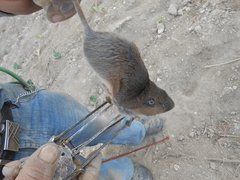 Thomomys umbrinus