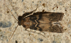 Euzophera pinguis