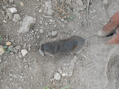 Thomomys umbrinus
