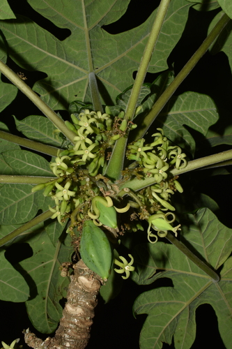 Vasconcellea pubescens