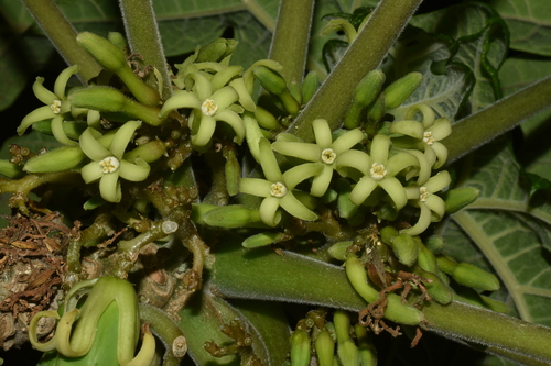 Vasconcellea pubescens