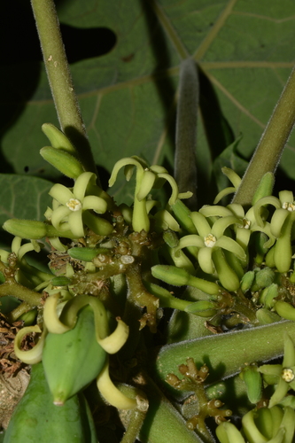 Vasconcellea pubescens