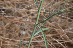 Symphyotrichum expansum