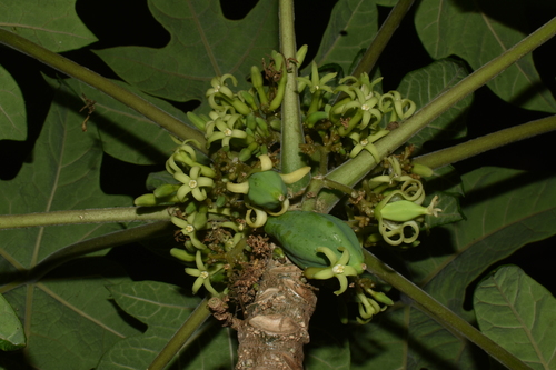 Vasconcellea pubescens