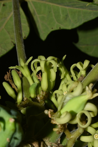 Vasconcellea pubescens