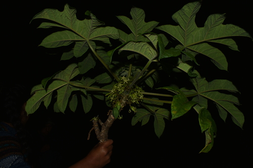 Vasconcellea pubescens