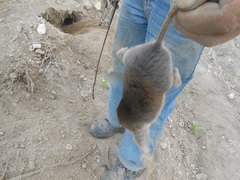 Thomomys umbrinus