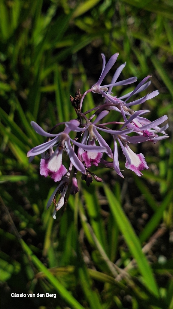 Pseudolaelia dutrae