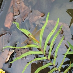 Brachythemis contaminata