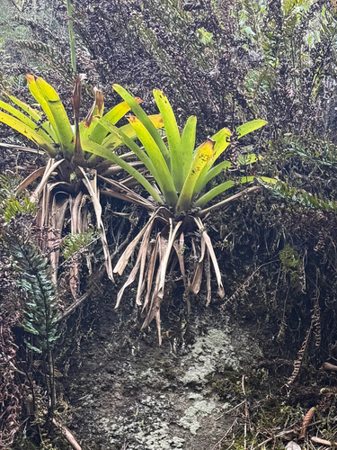 Racinaea insularis, photograph 4