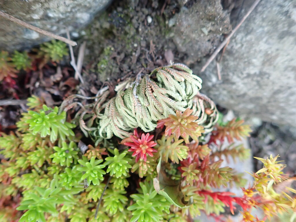 Quyển bá – Selaginella tamariscina