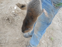 Thomomys umbrinus