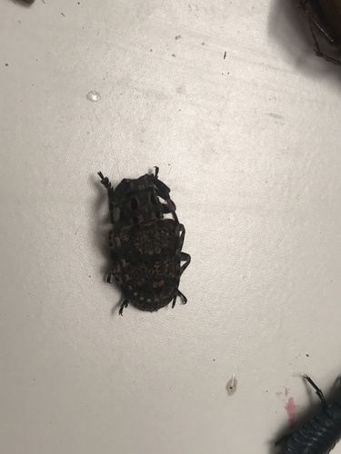 Mesosa myops