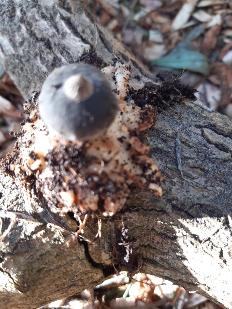 Geastrum tenuipes · June 2025 · photo: © eleanor_bissell (iNaturalist, cc-by)