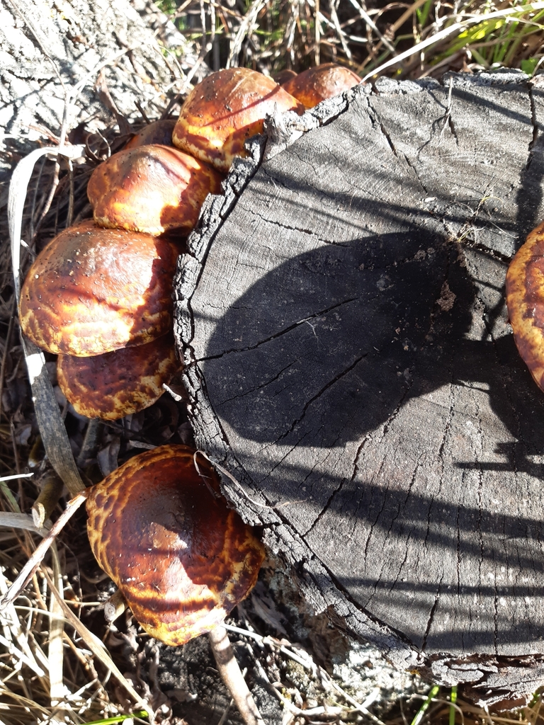 Pholiota glutinosa · June 2025 · photo: © eleanor_bissell (iNaturalist, cc-by)