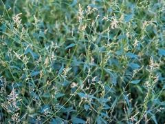 Chenopodium opulifolium