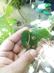 Geometridae
