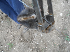 Thomomys umbrinus
