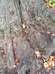 Acer saccharum