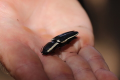 Chalcolepidius apacheanus