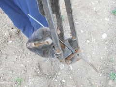 Thomomys umbrinus