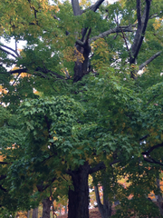 Acer saccharum