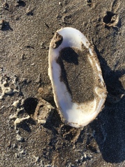 Amarilladesma mactroides