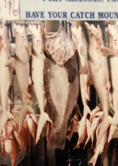 Mycteroperca bonaci