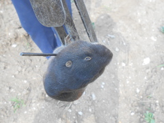 Thomomys umbrinus