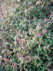 Chenopodium opulifolium