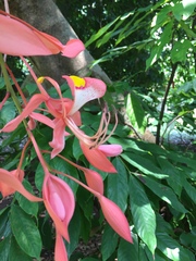 Magnoliopsida