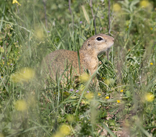 European Ground Squirrel