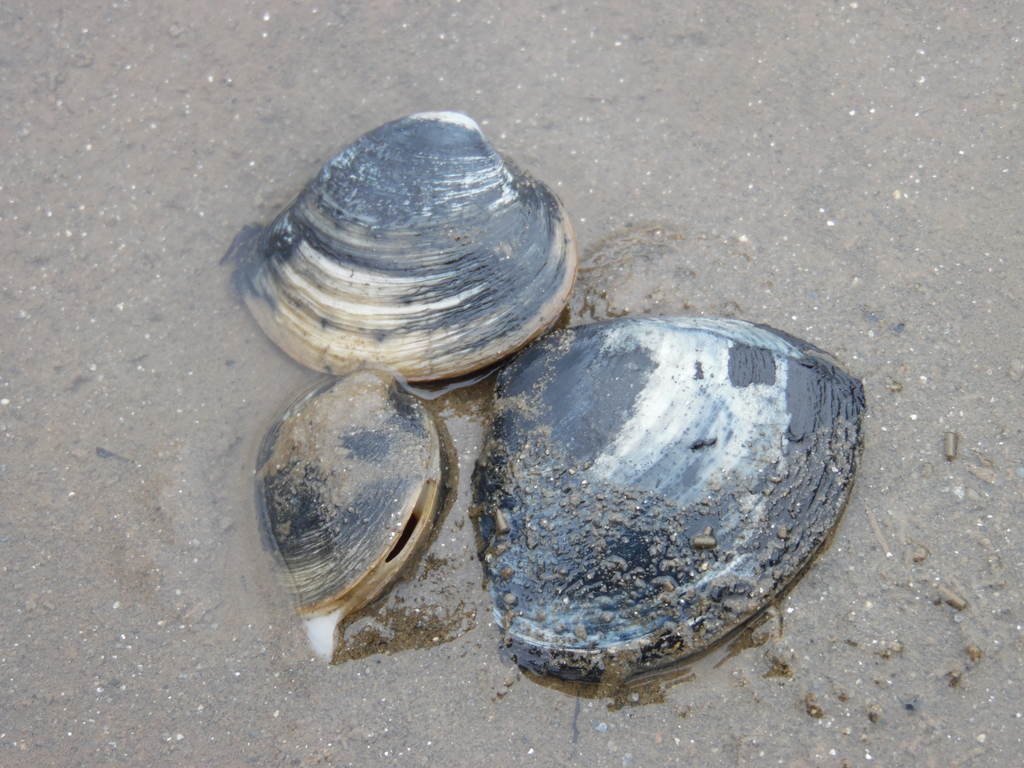 Eurhomalea