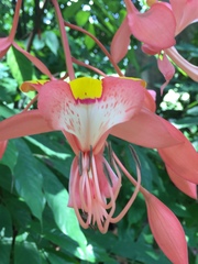 Magnoliopsida