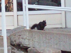 Sciurus carolinensis