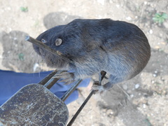 Thomomys umbrinus